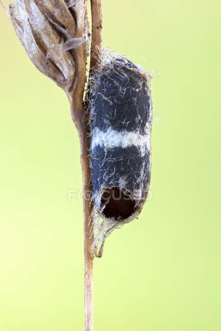 Close-up of hatched campopleginae pupa attached on dried wild plant. — Stock Photo