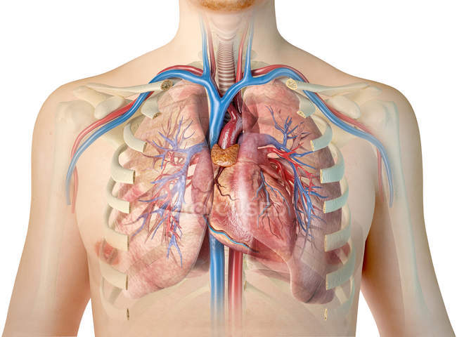 Silhouette umana mostrando cuore con vasi sanguigni e albero bronchiale su sfondo bianco . — Foto stock