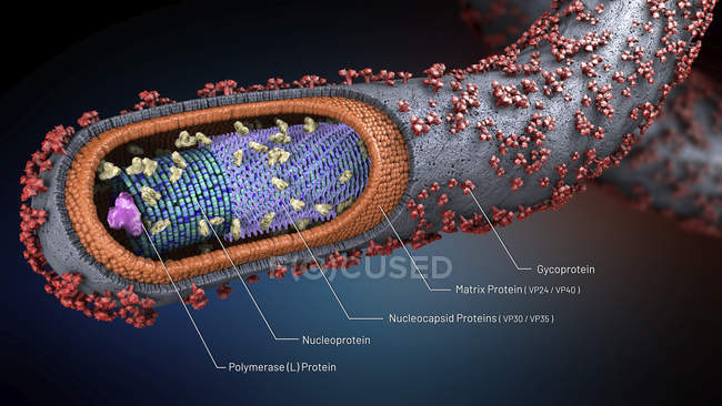 Illustration 3D de la coupe transversale de l'agent pathogène Ebola
. — Photo de stock