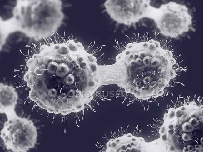 Ilustración digital en 3D de células cancerosas en proceso de mitosis
. - foto de stock