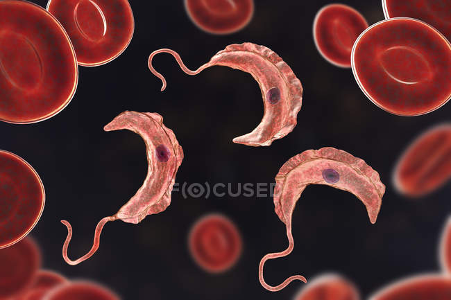 Ilustración digital de parásitos protozoarios del tripanosoma en la sangre que causan la enfermedad del sueño transmitida por la sangre . - foto de stock