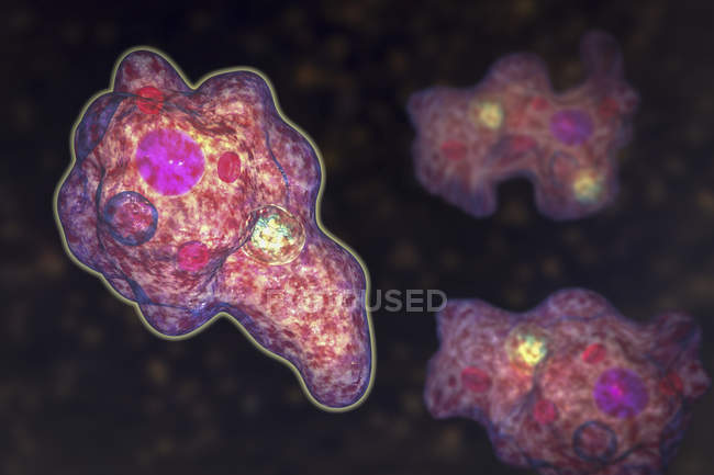 Entamoeba gingivalis agent pathogène parasitaire protozoaires unicellulaires, amibes dans la cavité buccale, illustration numérique
. — Photo de stock