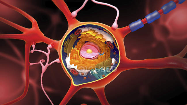 Nerve cell, cut-away digital illustration. — Stock Photo
