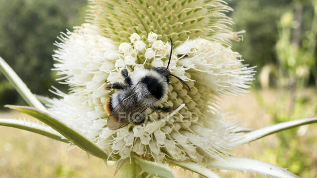 Primer plano de la abeja bombo en Fullers cucharilla planta silvestre . - foto de stock