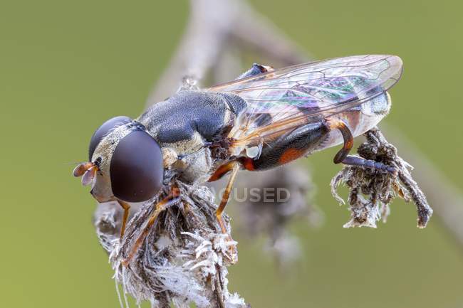 Primer plano de la mosca voladora de patas gruesas en la planta silvestre seca . - foto de stock