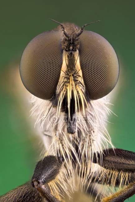 Close-up of robberfly head, frontal entomological portrait. — Stock Photo