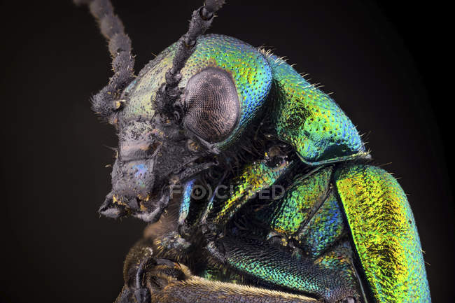 Nahaufnahme eines leuchtend grünen Blisterkäfer-Porträts auf schwarzem Hintergrund. — Stockfoto