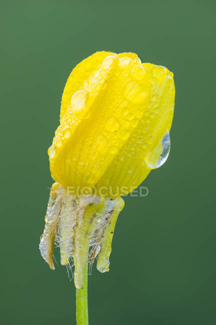 Крупним планом лугова квітка масляної чашки з краплями роси . — стокове фото