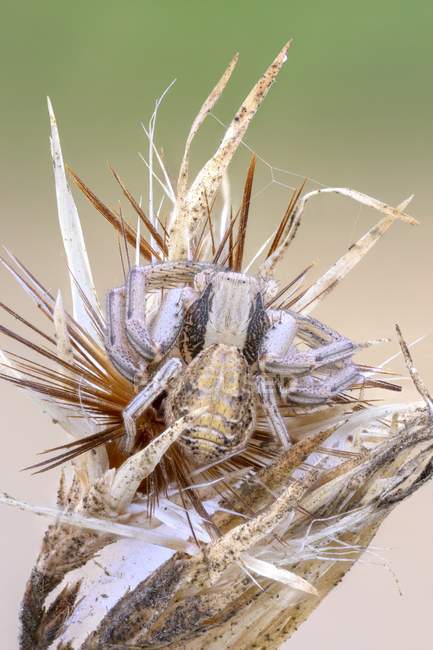 Крупный план камуфляжного земляного крабового паука на диком растении . — стоковое фото
