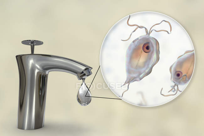 Ilustración digital conceptual que muestra parásitos de Pentatrichomonas hominis en gota de agua del grifo sucio . - foto de stock