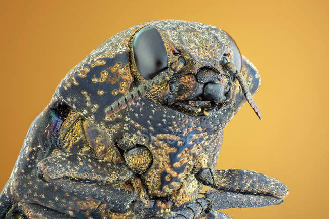 Primo piano del ritratto di scarabeo cinghiale in legno all'aperto . — Foto stock