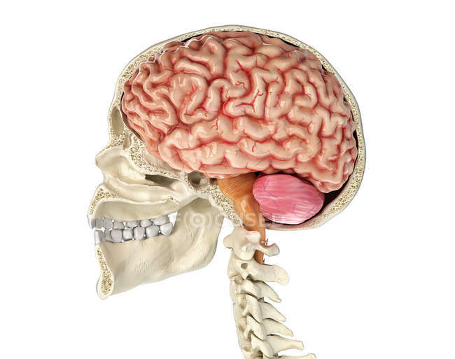 Cráneo humano de sección media sagital con cerebro sobre fondo blanco . - foto de stock