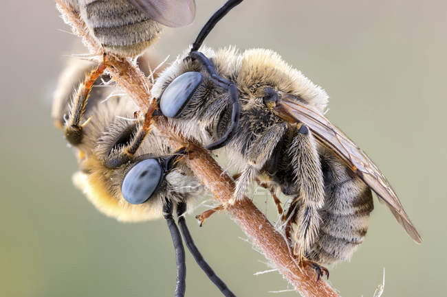 Крупним планом пара довгих рогатих бджіл спить на тонкій гілці . — стокове фото