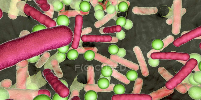 Bacterias esféricas y en forma de varilla dentro del biofilm, ilustración digital
. — Stock Photo