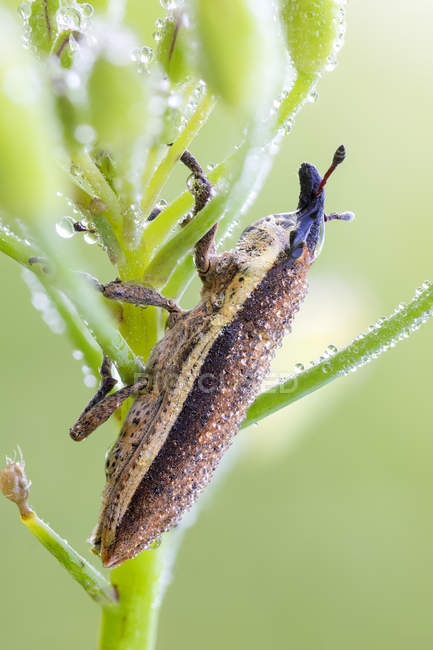 Primo piano di Lixus junci Weevil insetto seduto sulla pianta . — Foto stock