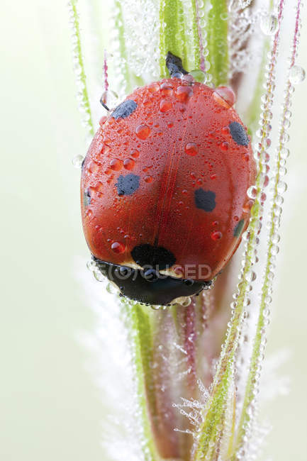 Seven spot ladybird sitting on dew covered spike. — Stock Photo