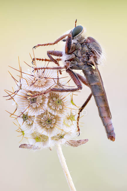 Voleur mouche assis sur la fleur sauvage à l'extérieur . — Photo de stock