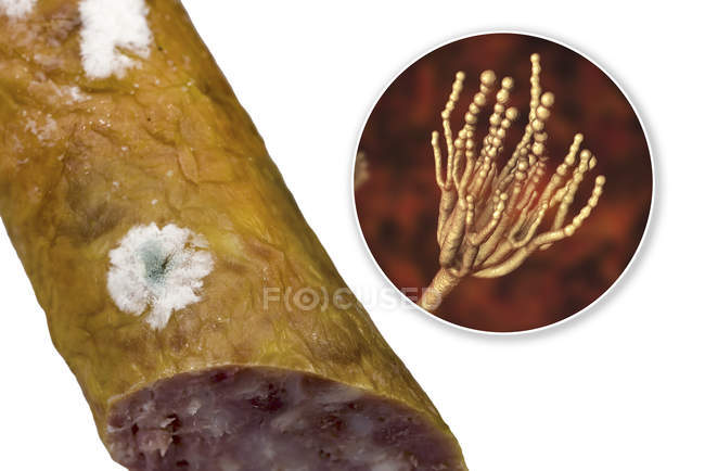 Mouldy smoked sausage and illustration of microscopic fungus Penicillium causing food spoilage and producing antibiotic penicillin. — Stock Photo