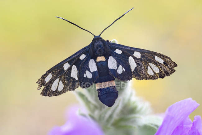 Yellow belted burnet moth on wild plant. — Stock Photo
