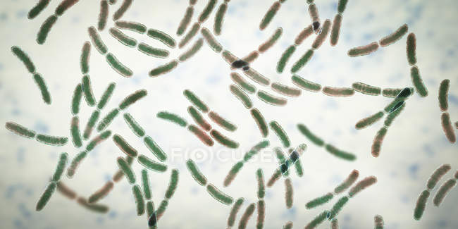 Lactobacillus-Bakterien im menschlichen Dünndarm-Mikrobiom, digitale Illustration. — Stockfoto