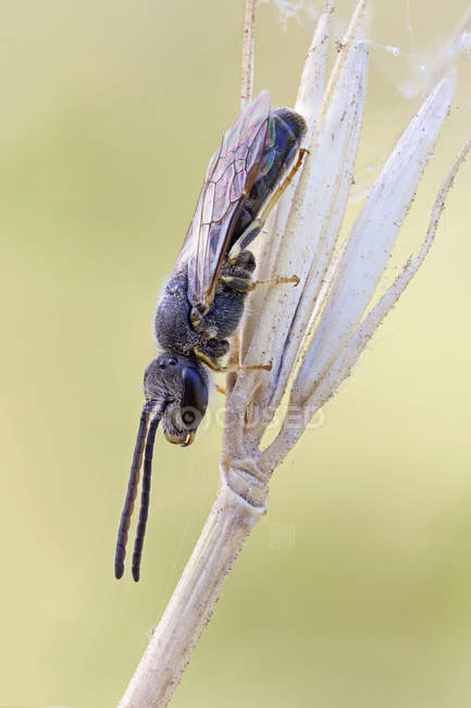 Halictid-Biene sitzt auf Wildpflanzenzweig. — Stockfoto