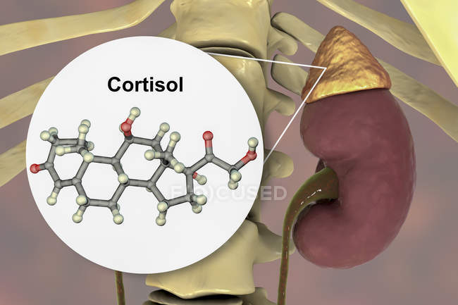 Molekularmodell des Hormons Cortisol und digitale Darstellung der Nebenniere. — Stockfoto