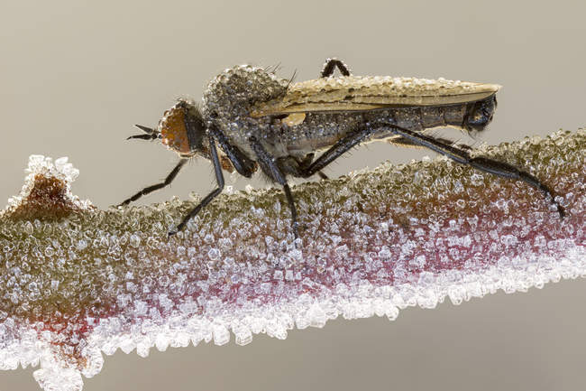 Primer plano de la mosca empid en la rama congelada cubierta por cristales de hielo . - foto de stock