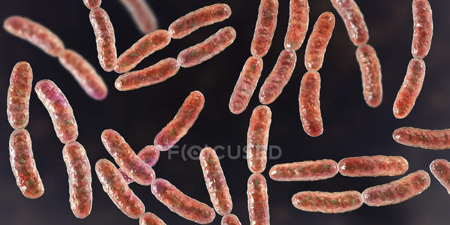 Lactobacillus batteri nel microbioma dell'intestino tenue umano, illustrazione digitale
. — Foto stock