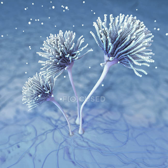 Абстрактные грибы, научная цифровая иллюстрация . — стоковое фото