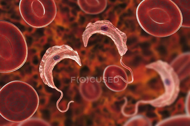 Цифровая иллюстрация трипаносомных протозомных паразитов в крови, вызывающих сонную болезнь, передающуюся кровью
. — стоковое фото
