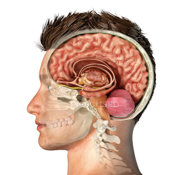 Male head with skull cross-section with cut brain on white background. — Stock Photo