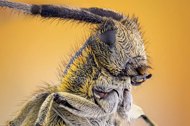 Close-up of golden bloomed grey longhorn beetle portrait. — Stock Photo