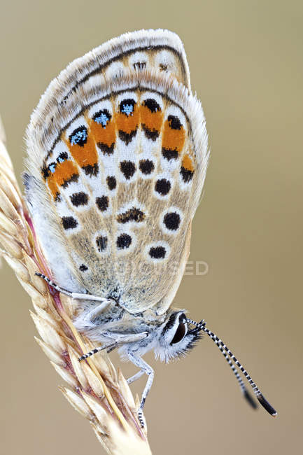 Primo piano della farfalla blu di Idas sul picco essiccato . — Foto stock