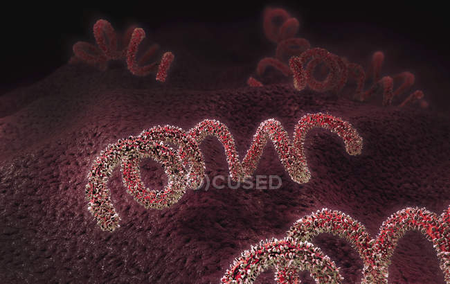 Illustration numérique 3D des agents pathogènes de la syphilis
. — Photo de stock