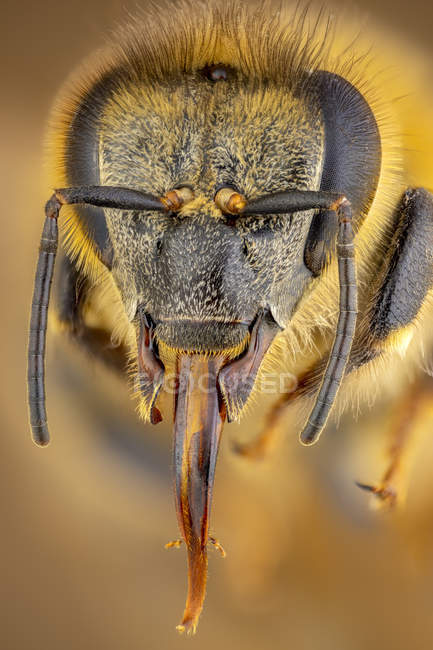 Gros plan de la tête et des antennes de l'abeille domestique . — Photo de stock