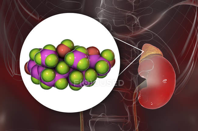Molecular model of hormone cortisol and digital illustration of adrenal gland. — Stock Photo