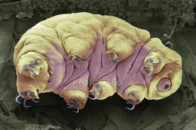 Farbige Rasterelektronenmikroskopie von tardigrade Wasserbär. — Stockfoto