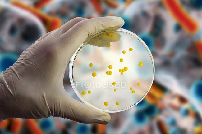Composite image of bacterial and fungal cultures in Petri dish in scientist hand in front of microbial illustration. — Stock Photo