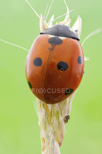 Seven spot ladybird sitting on plant, close-up. — Stock Photo