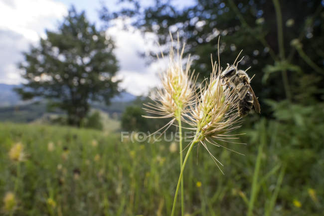 Sweat abeille assis au sommet de la tête de graine d'herbe . — Photo de stock