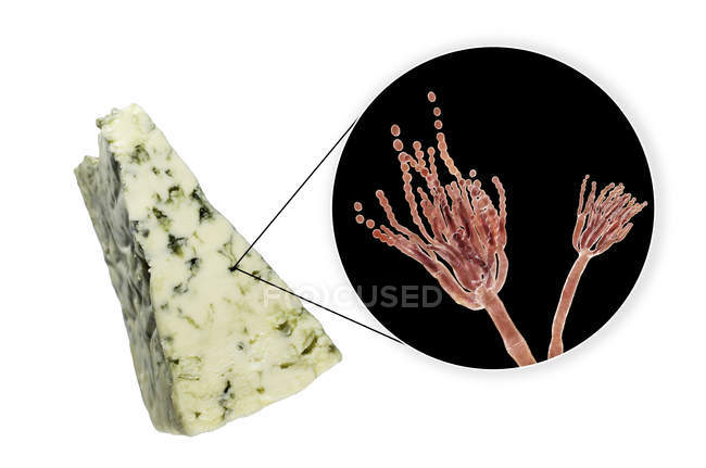 Queso Roquefort e ilustración digital del hongo Penicillium roqueforti
. — Stock Photo
