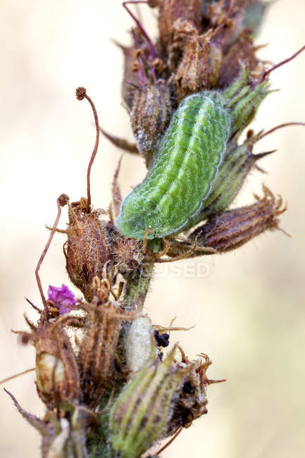 Close-up de larva de borboleta alada gossamer em planta selvagem . — Fotografia de Stock