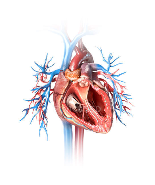 Menschliches Herz im Querschnitt mit Blutgefäßen auf weißem Hintergrund. — Stockfoto