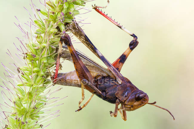 Trapped grasshopper on yellow foxtail grass. — Stock Photo