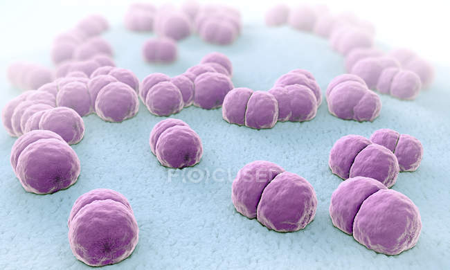 3d ilustración de color rosa Meningococo meningitis bacterias patógenos
. - foto de stock