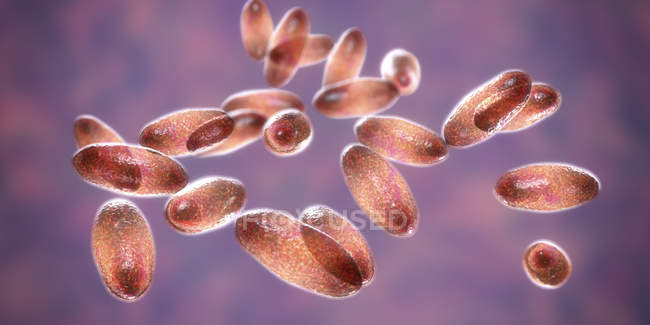 Bacterias gramnegativas de la peste Yersinia pestis con tinción bipolar, ilustración digital
. - foto de stock
