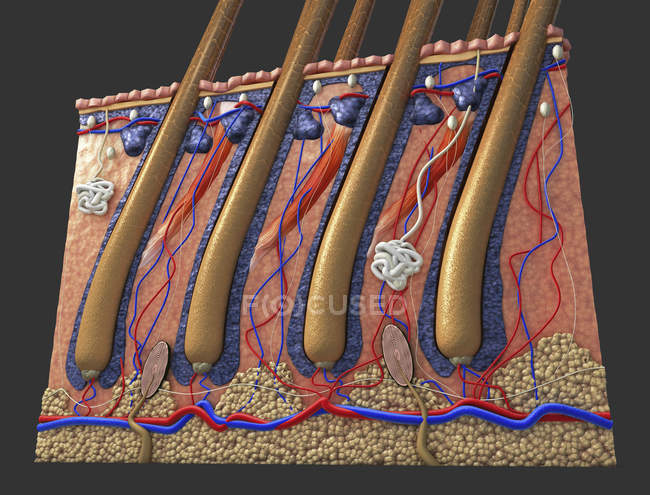 Ilustración de la sección transversal de la piel humana con folículos pilosos y vasos sanguíneos . - foto de stock