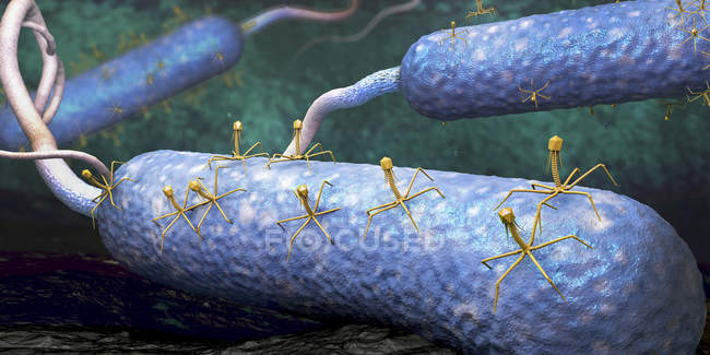 Бактеріофажі заражає бактерії, цифрова ілюстрація. — стокове фото