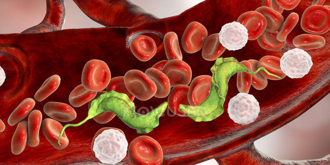 Digital illustration of trypanosome parasites in blood vessel causing Chagas disease. — Stock Photo