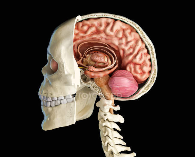 Crâne humain section sagittale moyenne avec cerveau, vue latérale sur fond noir . — Photo de stock